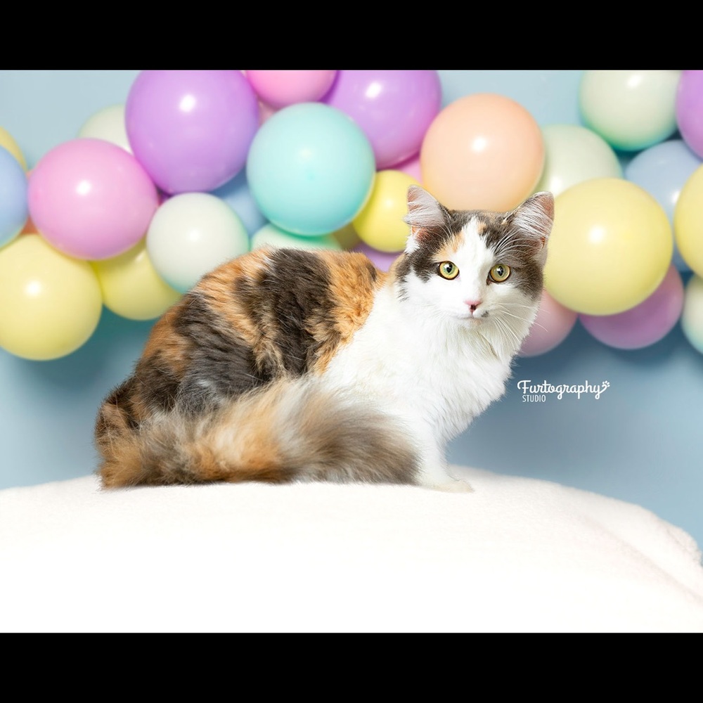 Meet your Posher, Meghan